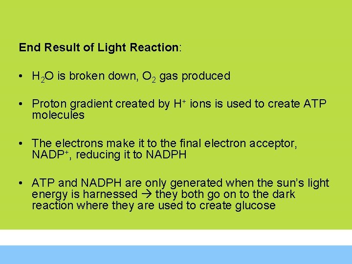 End Result of Light Reaction: • H 2 O is broken down, O 2