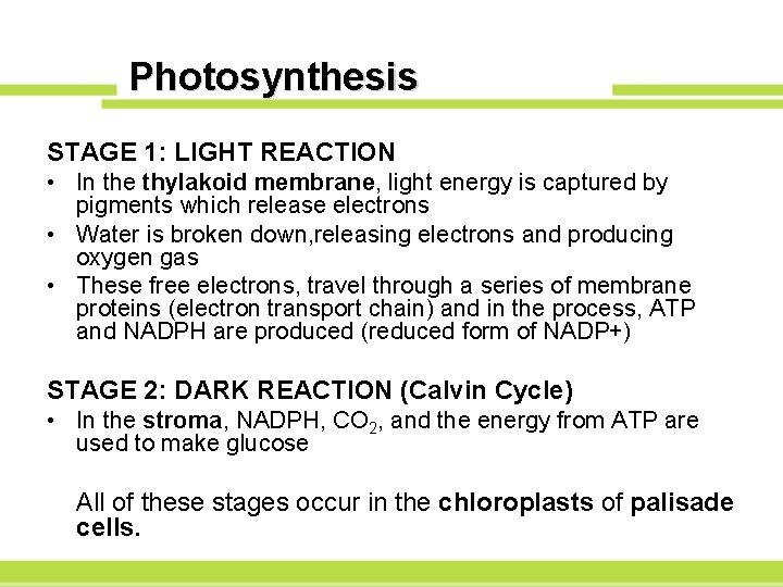 Photosynthesis STAGE 1: LIGHT REACTION • In the thylakoid membrane, light energy is captured
