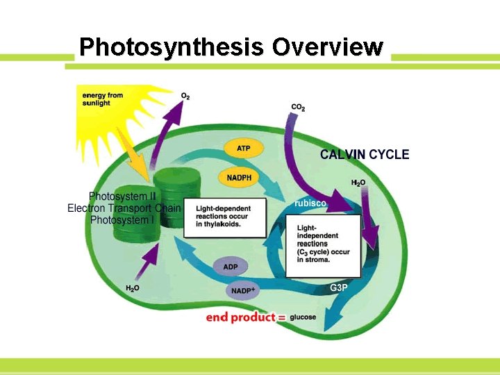 Photosynthesis Overview 