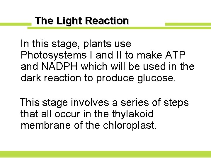 The Light Reaction In this stage, plants use Photosystems I and II to make