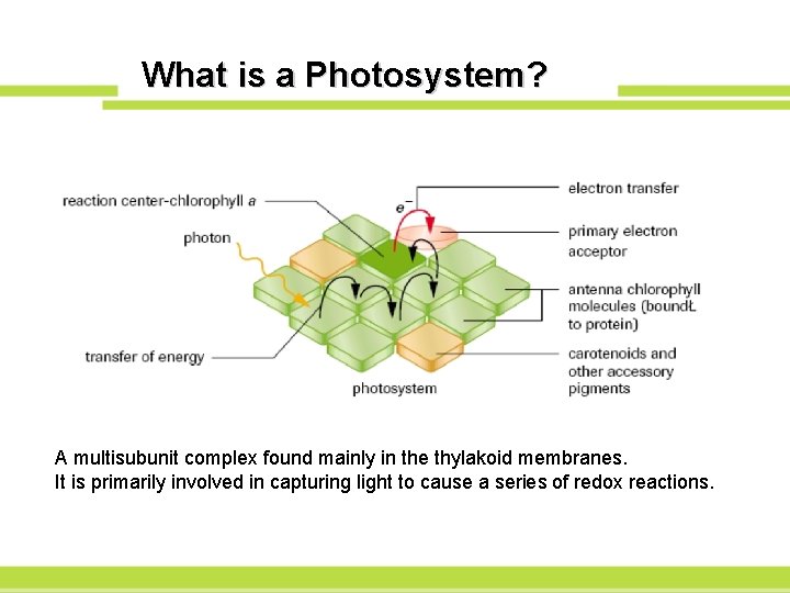 What is a Photosystem? A multisubunit complex found mainly in the thylakoid membranes. It