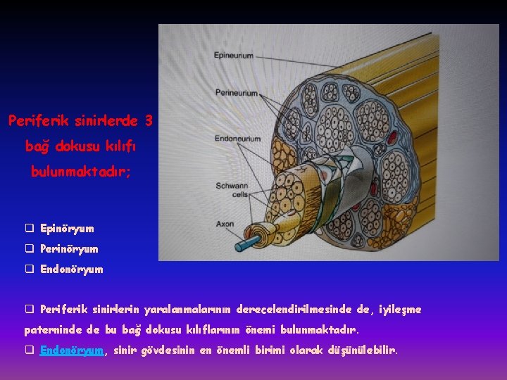 Periferik sinirlerde 3 bağ dokusu kılıfı bulunmaktadır; q Epinöryum q Perinöryum q Endonöryum q