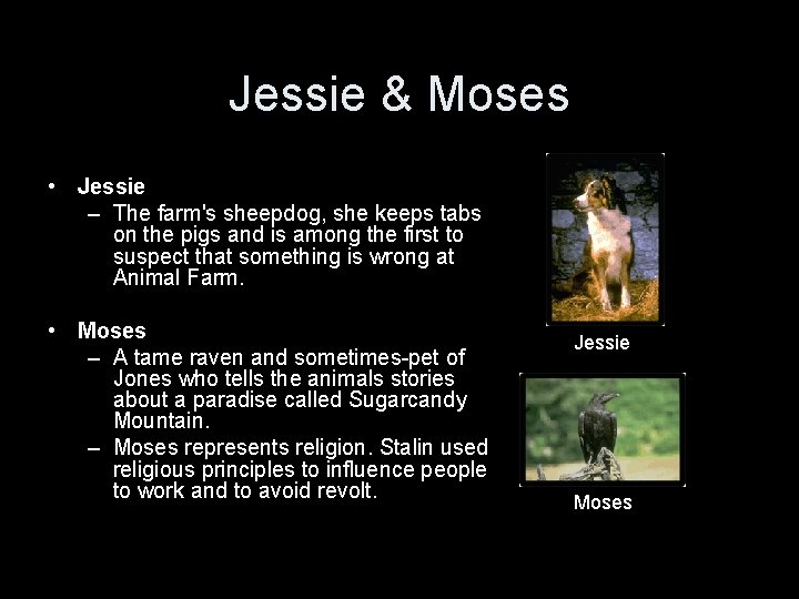 Jessie & Moses • Jessie – The farm's sheepdog, she keeps tabs on the