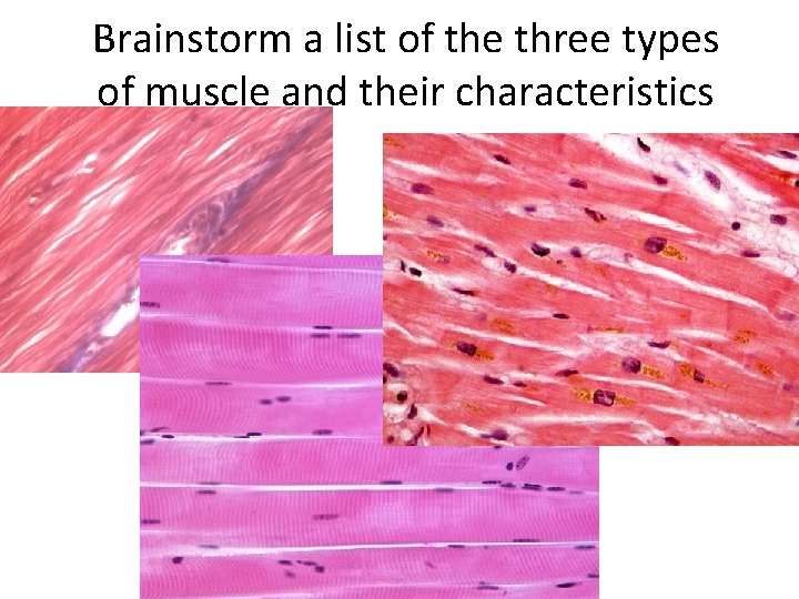 Brainstorm a list of the three types of muscle and their characteristics 