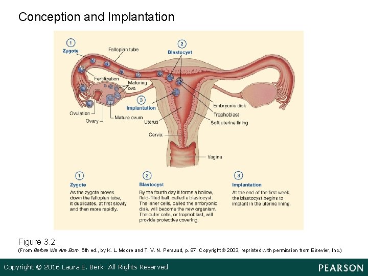 Conception and Implantation Figure 3. 2 (From Before We Are Born, 6 th ed.