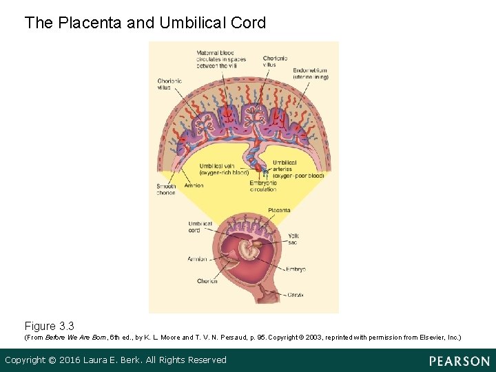 The Placenta and Umbilical Cord Figure 3. 3 (From Before We Are Born, 6