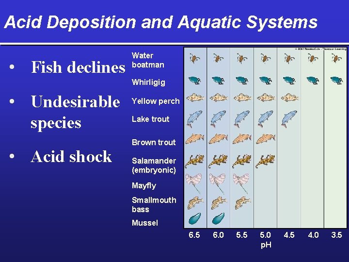 Acid Deposition and Aquatic Systems • Fish declines Water boatman Whirligig • Undesirable species