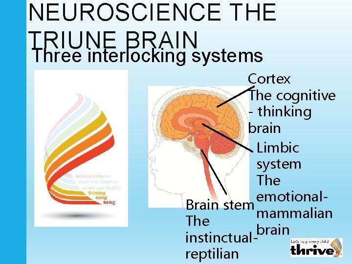 NEUROSCIENCE THE TRIUNE BRAIN Three interlocking systems Cortex The cognitive - thinking brain Limbic