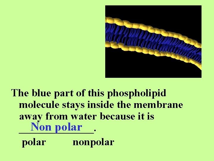 The blue part of this phospholipid molecule stays inside the membrane away from water