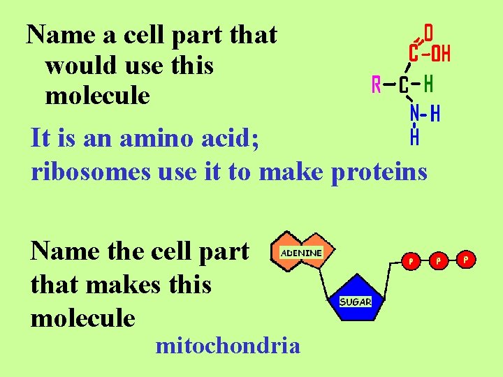 Name a cell part that would use this molecule It is an amino acid;