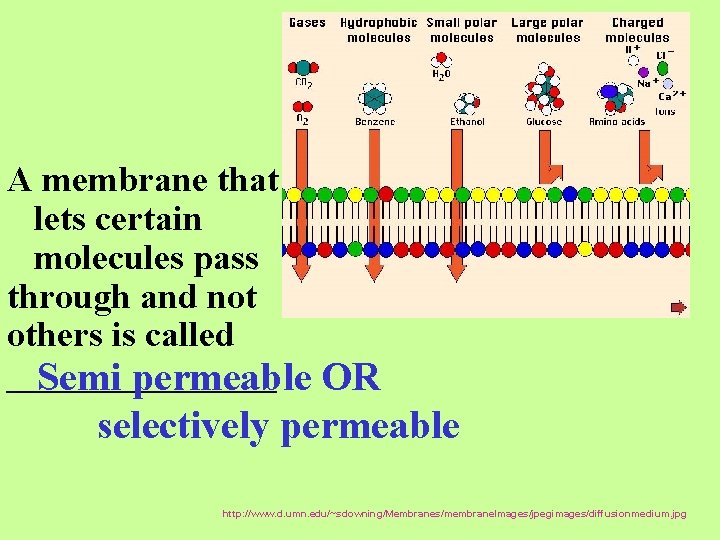 A membrane that lets certain molecules pass through and not others is called ________