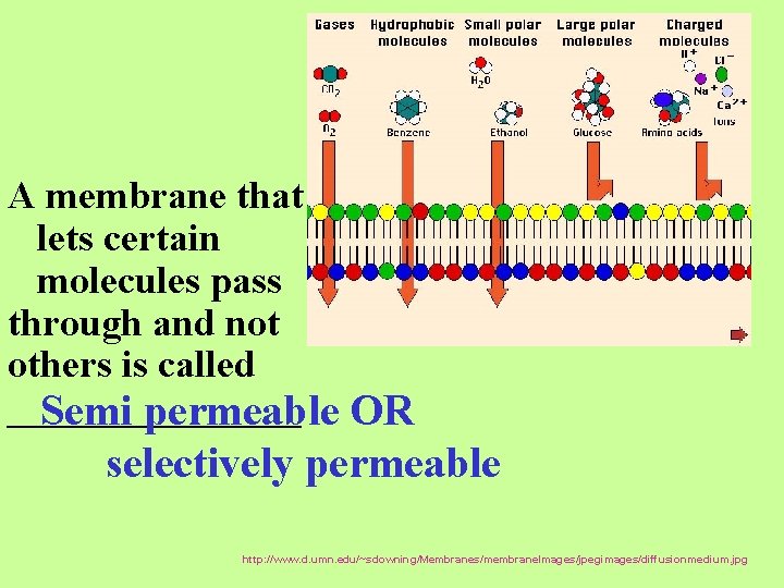 A membrane that lets certain molecules pass through and not others is called ________