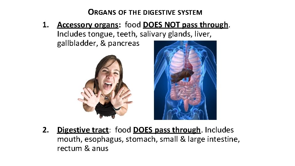 ORGANS OF THE DIGESTIVE SYSTEM 1. Accessory organs: food DOES NOT pass through. Includes