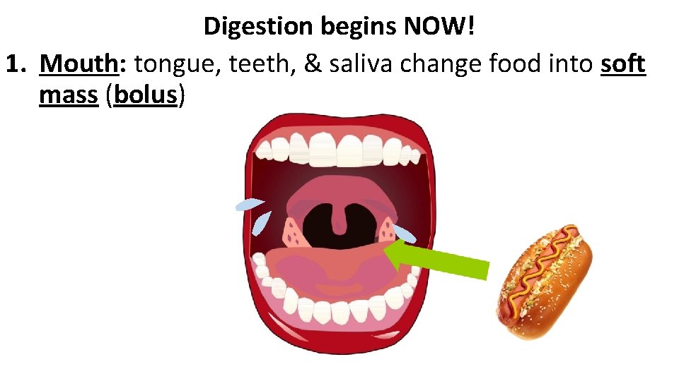 Digestion begins NOW! 1. Mouth: tongue, teeth, & saliva change food into soft mass