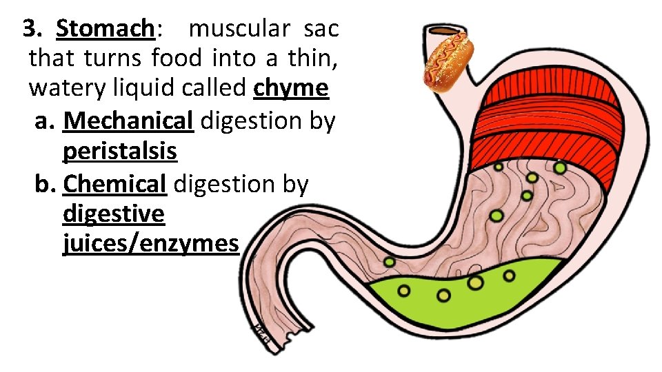 3. Stomach: muscular sac that turns food into a thin, watery liquid called chyme