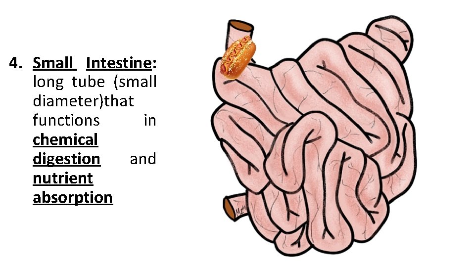 4. Small Intestine: long tube (small diameter)that functions in chemical digestion and nutrient absorption