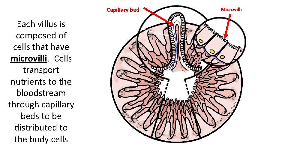 Capillary bed Each villus is composed of cells that have microvilli. Cells transport nutrients
