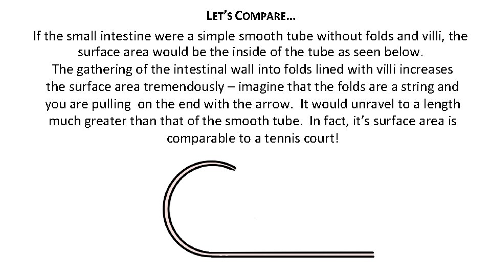 LET’S COMPARE… If the small intestine were a simple smooth tube without folds and