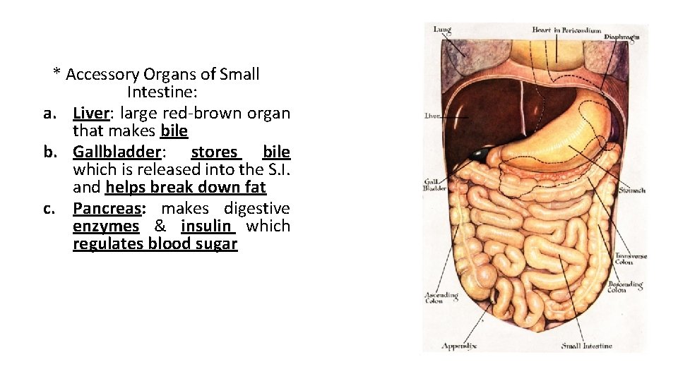 * Accessory Organs of Small Intestine: a. Liver: large red-brown organ that makes bile