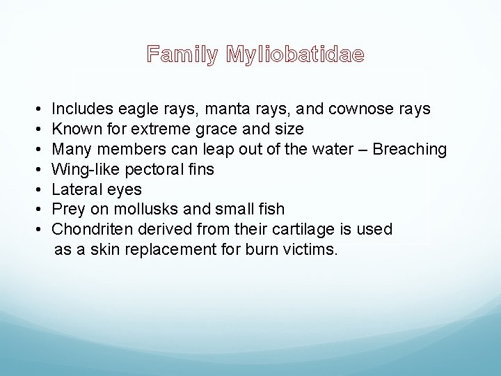 Family Myliobatidae • • Includes eagle rays, manta rays, and cownose rays Known for