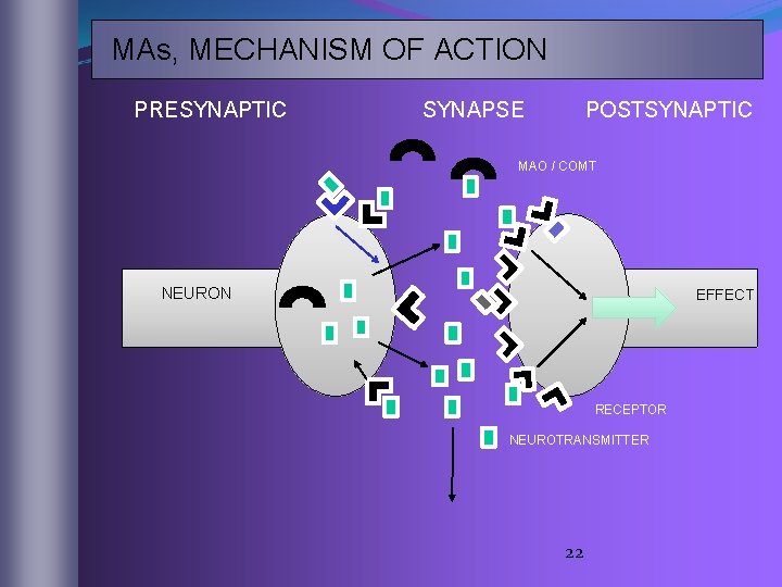 MAs, MECHANISM OF ACTION PRESYNAPTIC SYNAPSE POSTSYNAPTIC MAO / COMT NEURON EFFECT RECEPTOR NEUROTRANSMITTER