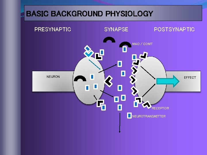 BASIC BACKGROUND PHYSIOLOGY PRESYNAPTIC SYNAPSE POSTSYNAPTIC MAO / COMT NEURON EFFECT RECEPTOR NEUROTRANSMITTER 