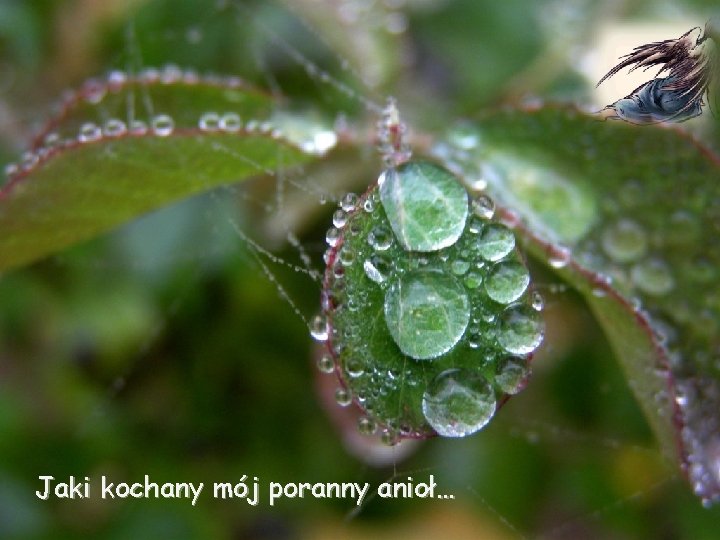 Jaki kochany mój poranny anioł… 