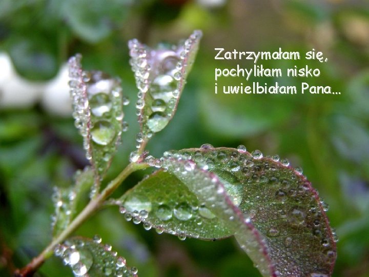 Zatrzymałam się, pochyliłam nisko i uwielbiałam Pana… 