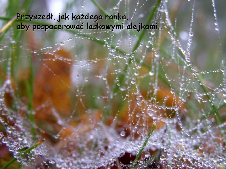 Przyszedł, jak każdego ranka, aby pospacerować laskowymi alejkami… 