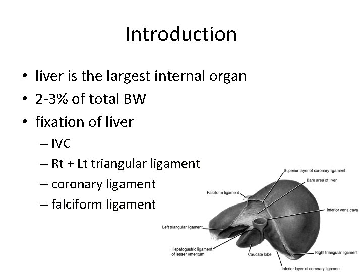 Introduction • liver is the largest internal organ • 2 -3% of total BW