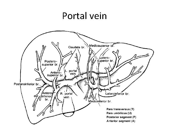 Portal vein 