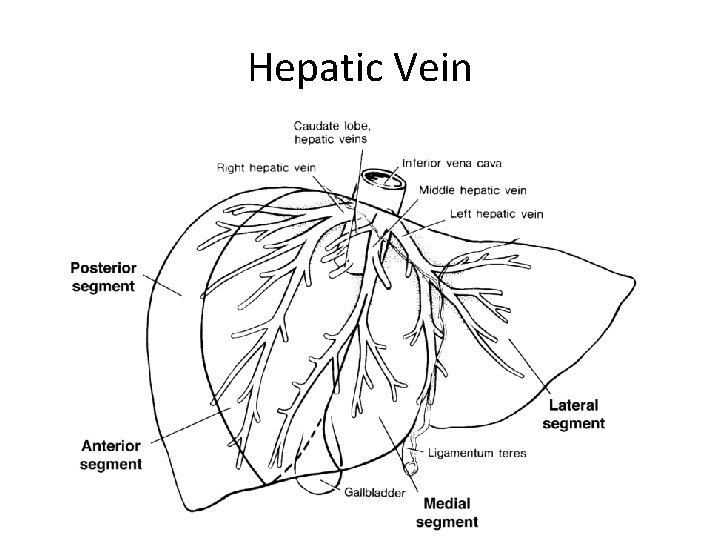 Hepatic Vein 