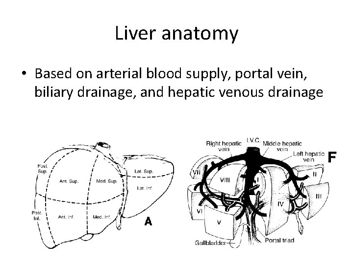 Liver anatomy • Based on arterial blood supply, portal vein, biliary drainage, and hepatic