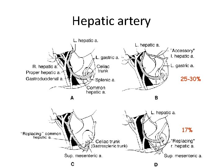 Hepatic artery 25 -30% 17% 