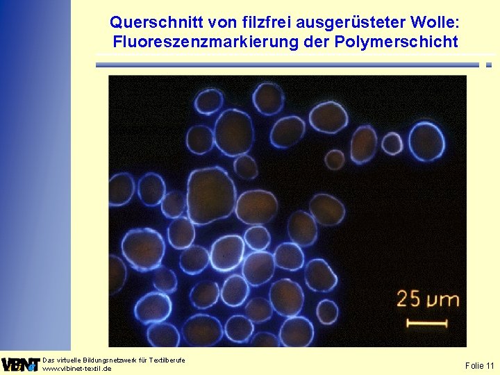 Querschnitt von filzfrei ausgerüsteter Wolle: Fluoreszenzmarkierung der Polymerschicht Das virtuelle Bildungsnetzwerk für Textilberufe www.