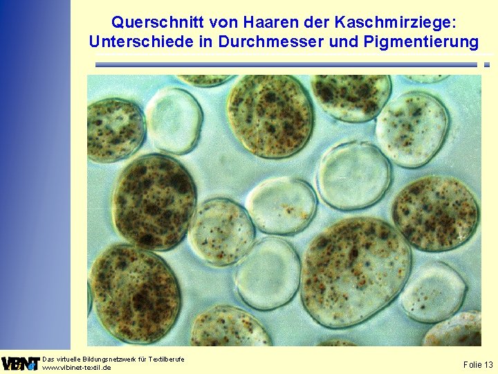 Querschnitt von Haaren der Kaschmirziege: Unterschiede in Durchmesser und Pigmentierung Das virtuelle Bildungsnetzwerk für