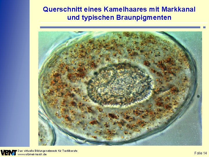 Querschnitt eines Kamelhaares mit Markkanal und typischen Braunpigmenten Das virtuelle Bildungsnetzwerk für Textilberufe www.