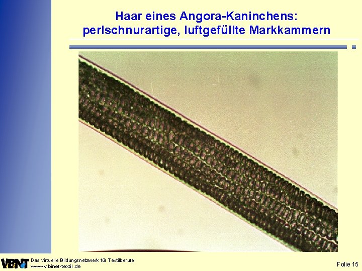 Haar eines Angora-Kaninchens: perlschnurartige, luftgefüllte Markkammern Das virtuelle Bildungsnetzwerk für Textilberufe www. vibinet-textil. de