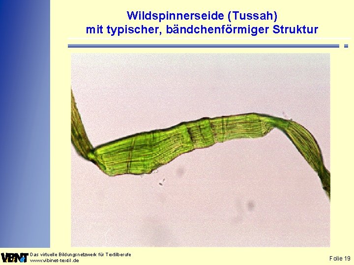 Wildspinnerseide (Tussah) mit typischer, bändchenförmiger Struktur Das virtuelle Bildungsnetzwerk für Textilberufe www. vibinet-textil. de