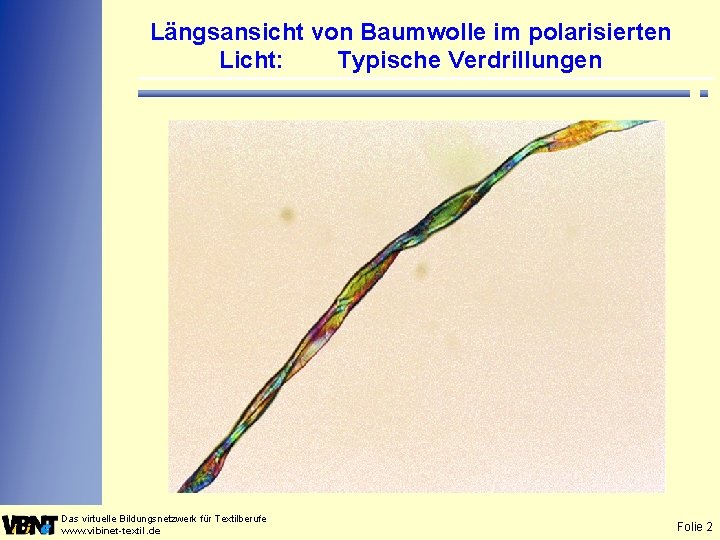 Längsansicht von Baumwolle im polarisierten Licht: Typische Verdrillungen Das virtuelle Bildungsnetzwerk für Textilberufe www.