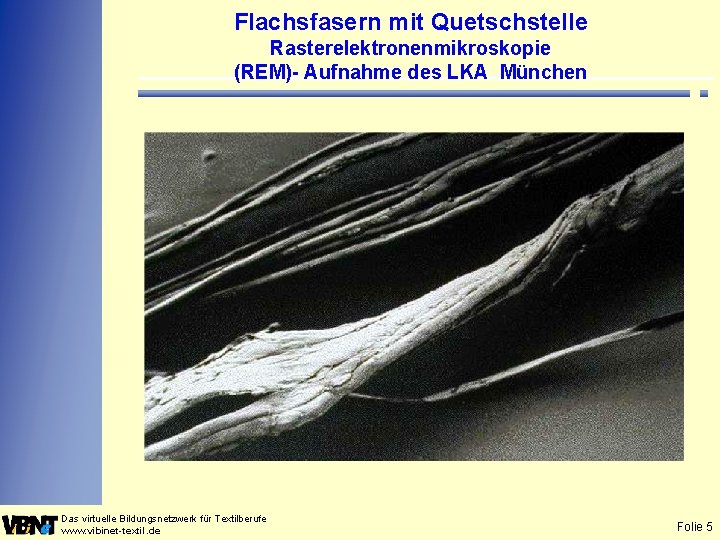 Flachsfasern mit Quetschstelle Rasterelektronenmikroskopie (REM)- Aufnahme des LKA München Das virtuelle Bildungsnetzwerk für Textilberufe