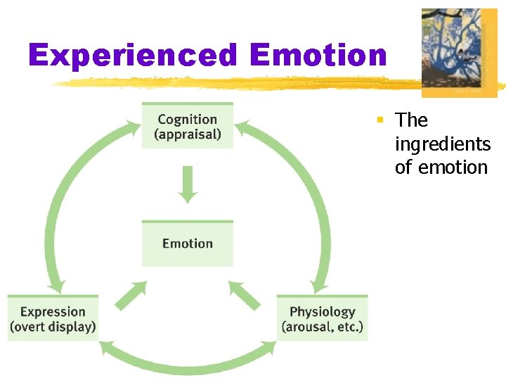Experienced Emotion § The ingredients of emotion 