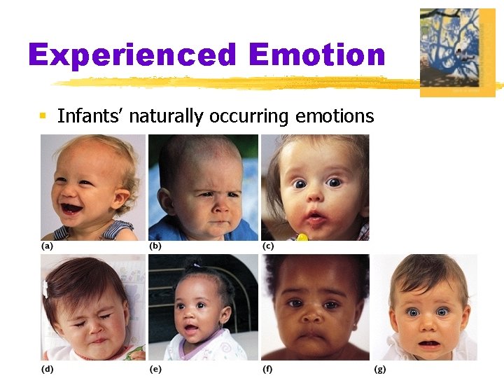 Experienced Emotion § Infants’ naturally occurring emotions 