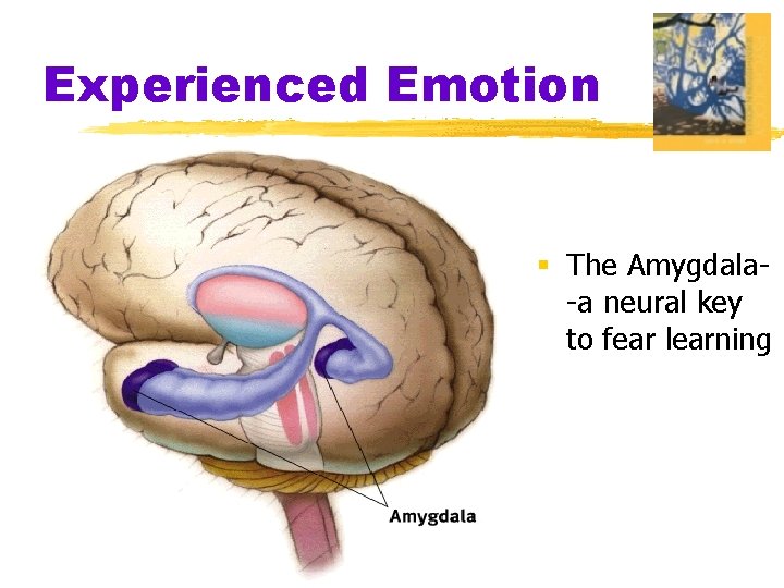 Experienced Emotion § The Amygdala-a neural key to fear learning 