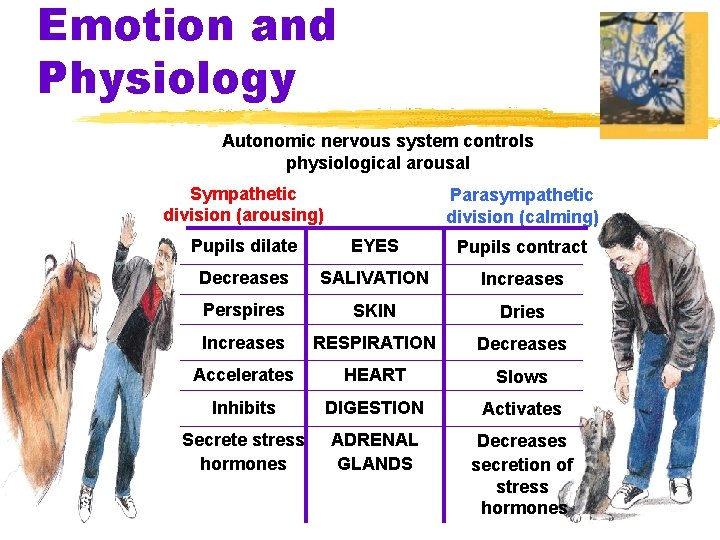 Emotion and Physiology Autonomic nervous system controls physiological arousal Sympathetic division (arousing) Parasympathetic division