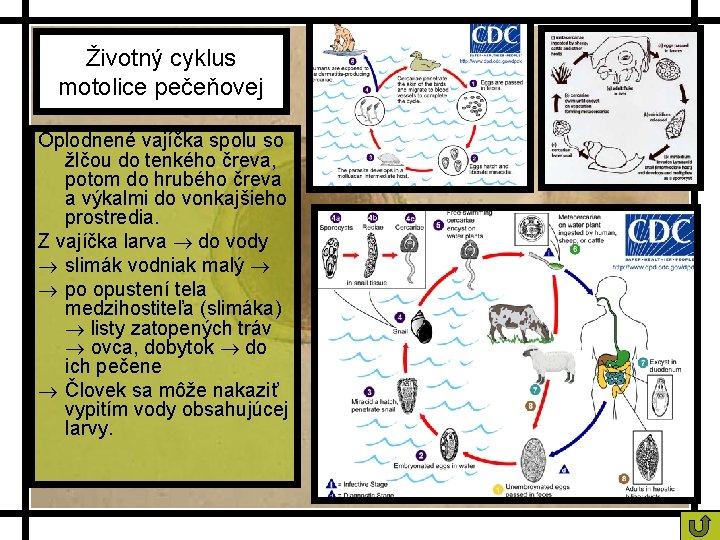 Životný cyklus motolice pečeňovej Oplodnené vajíčka spolu so žlčou do tenkého čreva, potom do