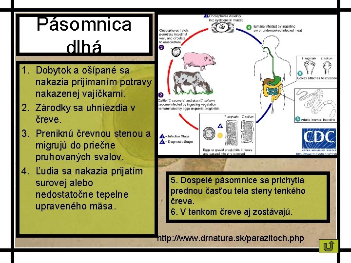 Pásomnica dlhá 1. Dobytok a ošípané sa nakazia prijímaním potravy nakazenej vajíčkami. 2. Zárodky