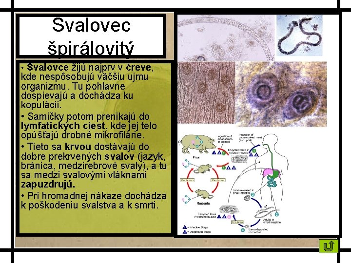 Svalovec špirálovitý • Svalovce žijú najprv v čreve, kde nespôsobujú väčšiu ujmu organizmu. Tu