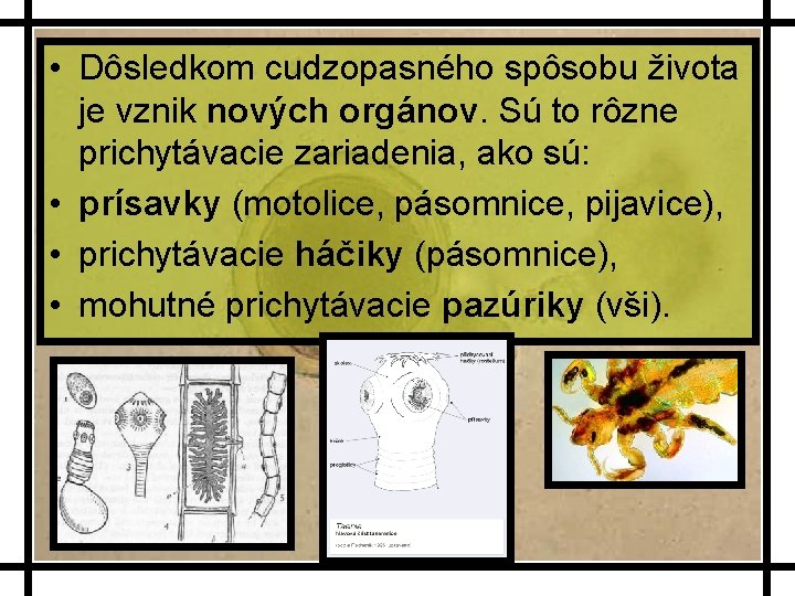  • Dôsledkom cudzopasného spôsobu života je vznik nových orgánov. Sú to rôzne prichytávacie