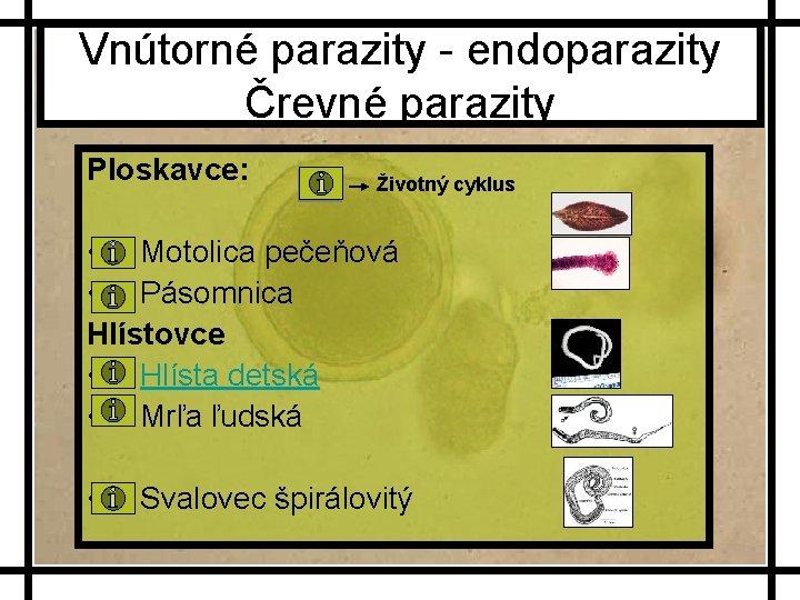 Vnútorné parazity - endoparazity Črevné parazity Ploskavce: Životný cyklus • Motolica pečeňová • Pásomnica